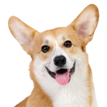 Corgi